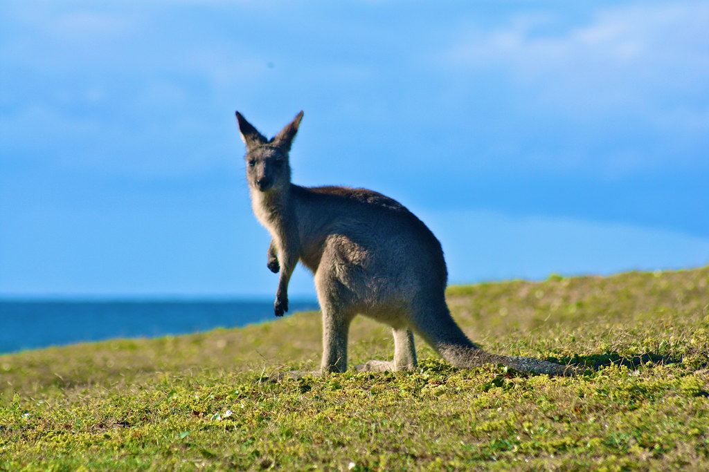 Fauna única