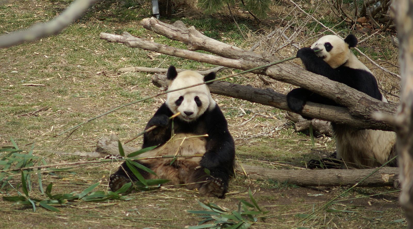Pandas en Chengdu