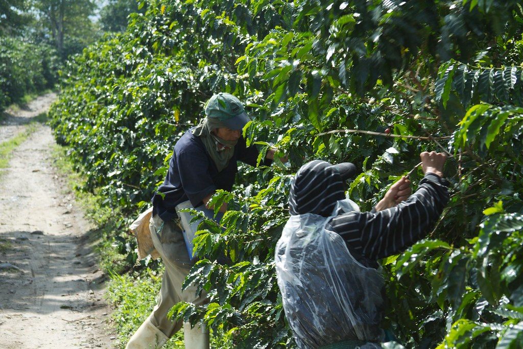 Plantaciones de café en el Eje Cafetero