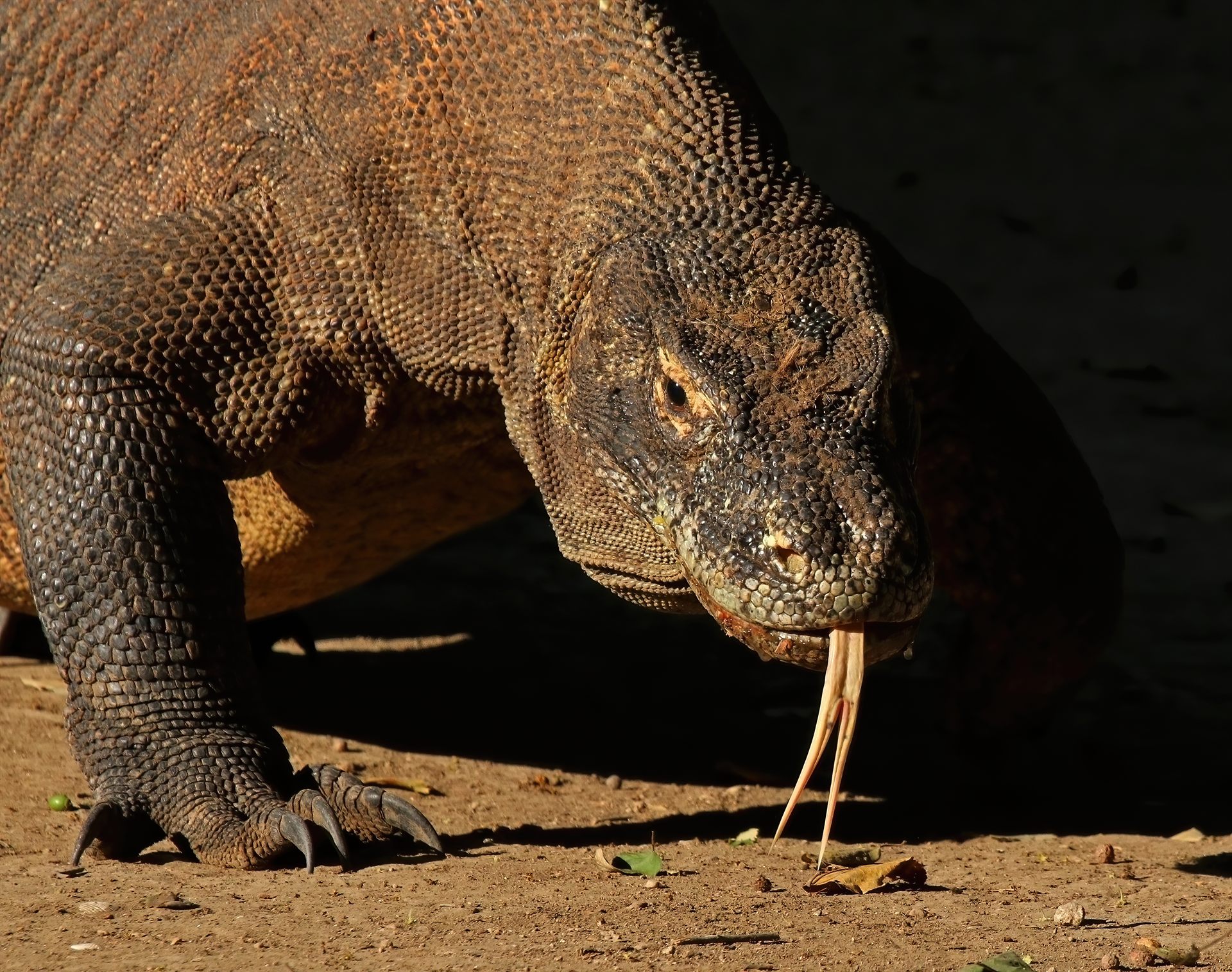 Dragones de Komodo Indonesia