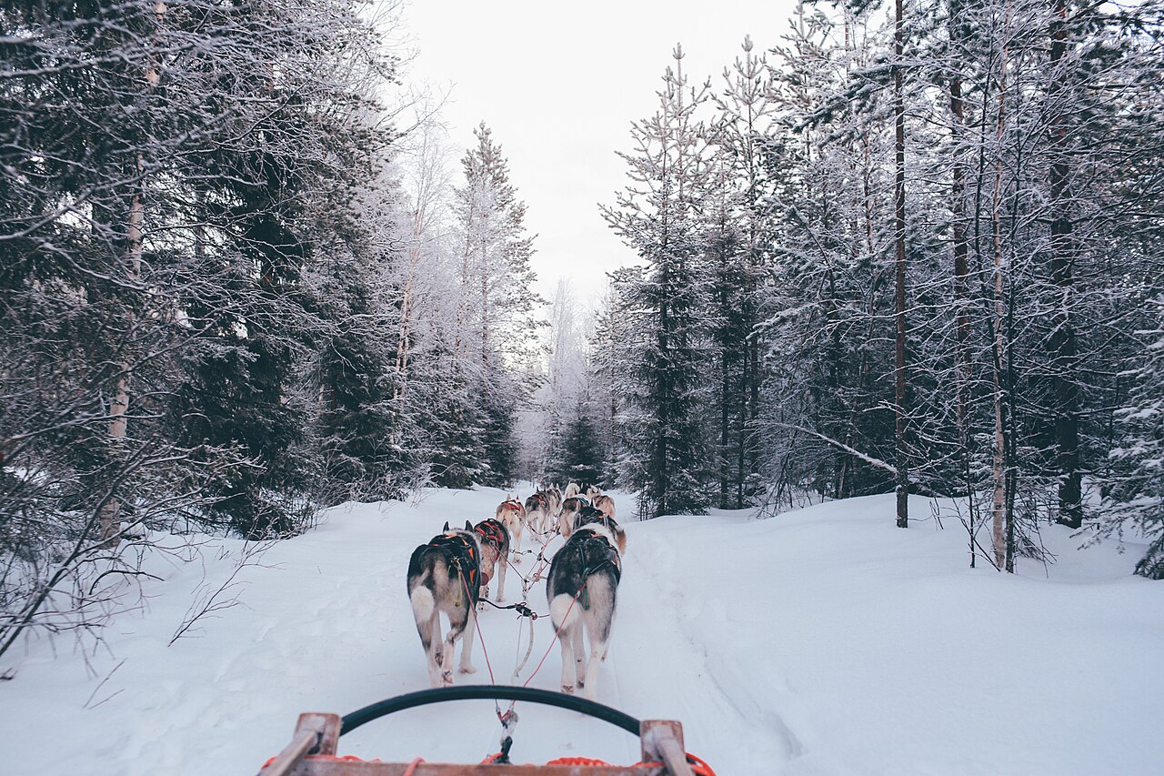 Trineo de huskies en Laponia