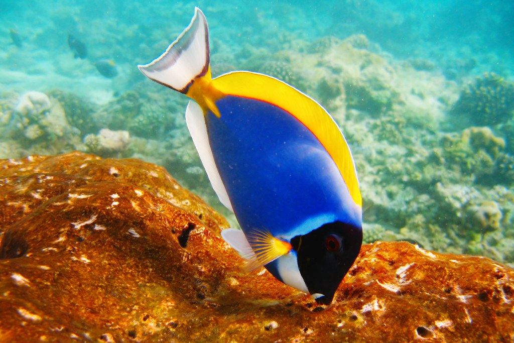 Buceo y snorkel